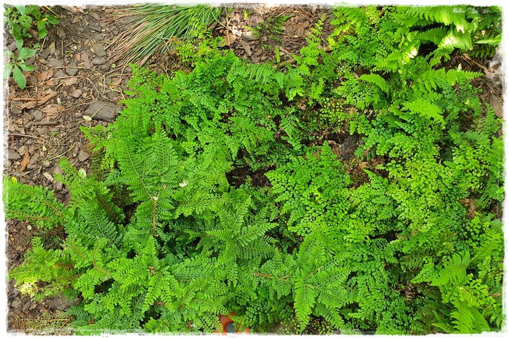 Paprocie w ogrodzie aranżacje 7