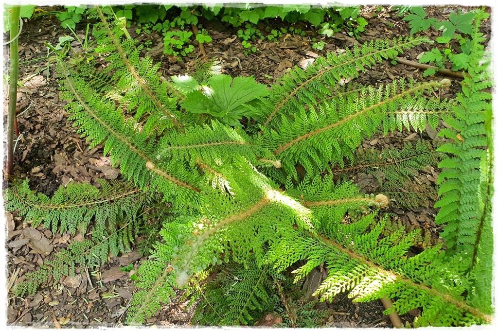 Paprocie w ogrodzie aranżacje 8