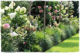 Rabata z hortensjami i trawami 1