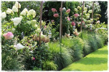 Rabata z hortensjami i trawami 1