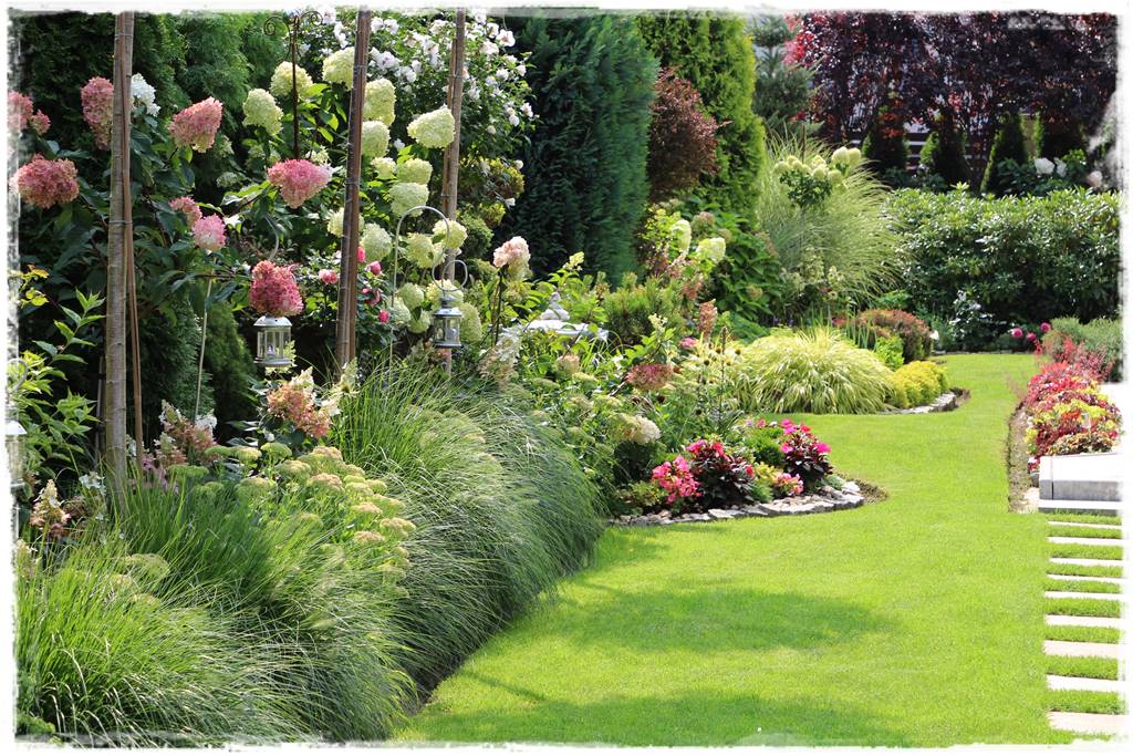 Rabata z hortensjami i trawami 2 Rabata z hortensjami i trawami 2
