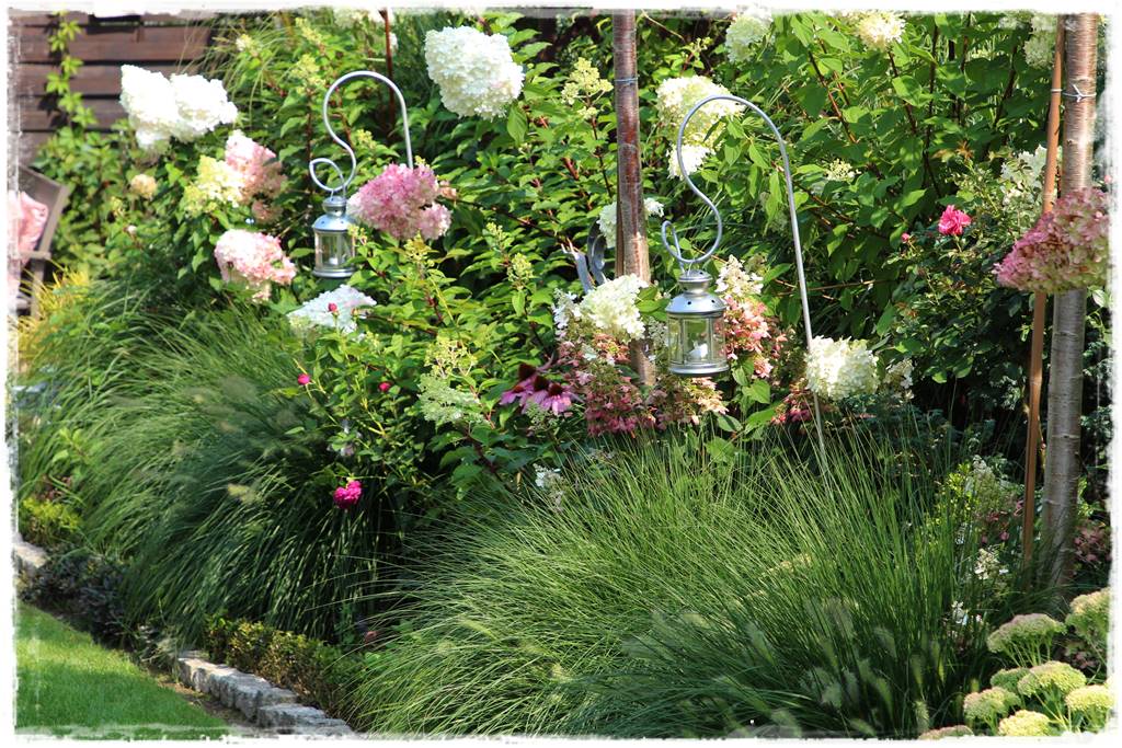 Rabata z hortensjami i trawami 2c Rabata z hortensjami i trawami 2c