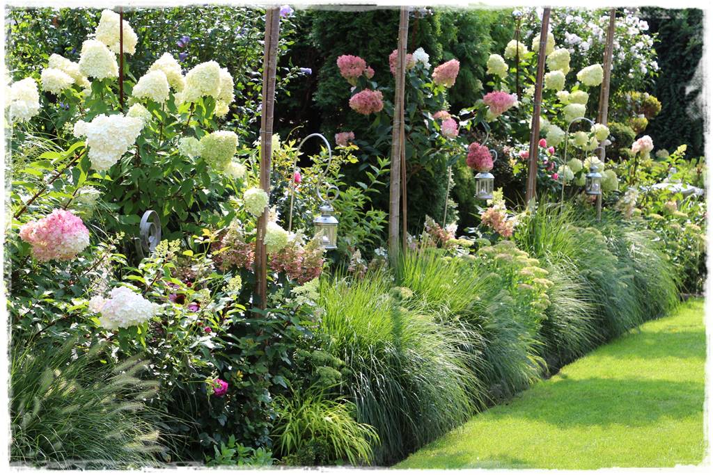 Rabata z hortensjami i trawami 2d Rabata z hortensjami i trawami 2d