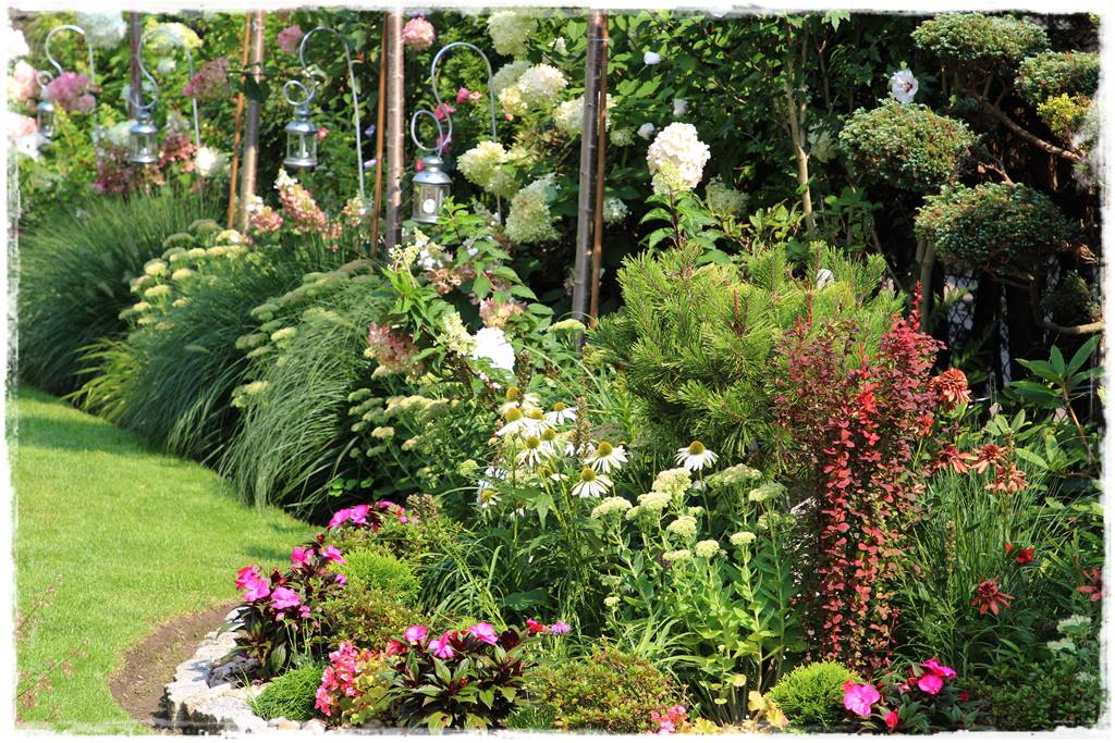 Rabata z hortensjami i trawami 3a Rabata z hortensjami i trawami 3a