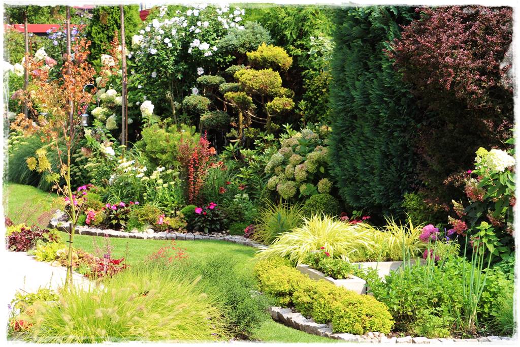 Rabata z hortensjami i trawami 3f Rabata z hortensjami i trawami 3f