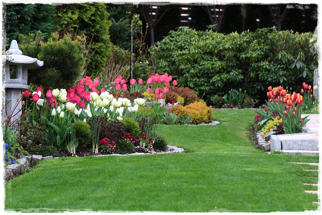 Rabata z hortensjami i trawami 5a Rabata z hortensjami i trawami 5a