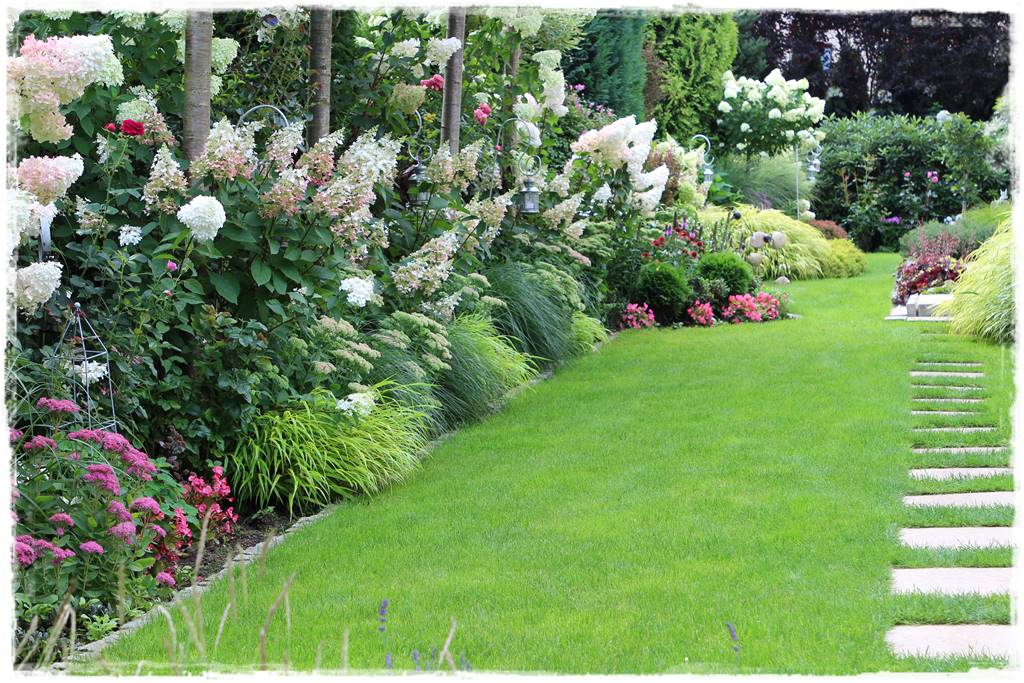 Rabata z hortensjami i trawami 6 Rabata z hortensjami i trawami 6