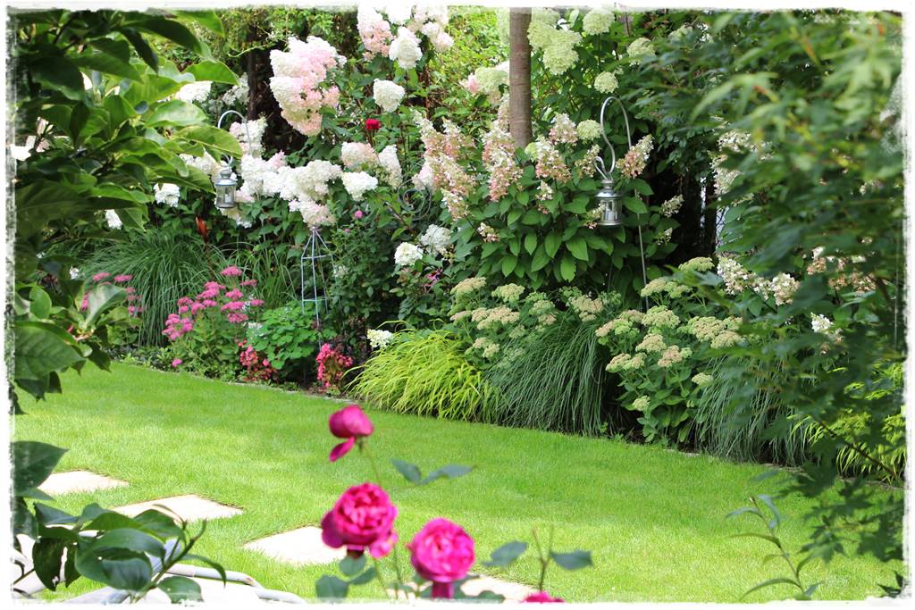 Rabata z hortensjami i trawami 6b Rabata z hortensjami i trawami 6b