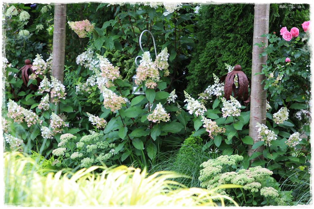 Rabata z hortensjami i trawami 6d Rabata z hortensjami i trawami 6d