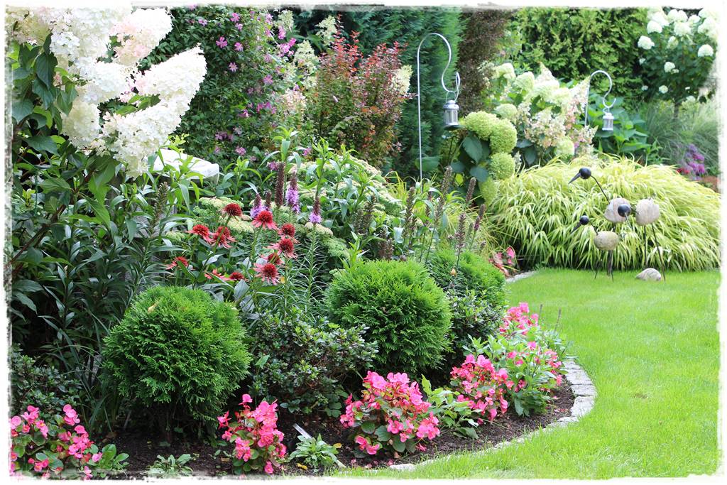 Rabata z hortensjami i trawami 6e Rabata z hortensjami i trawami 6e