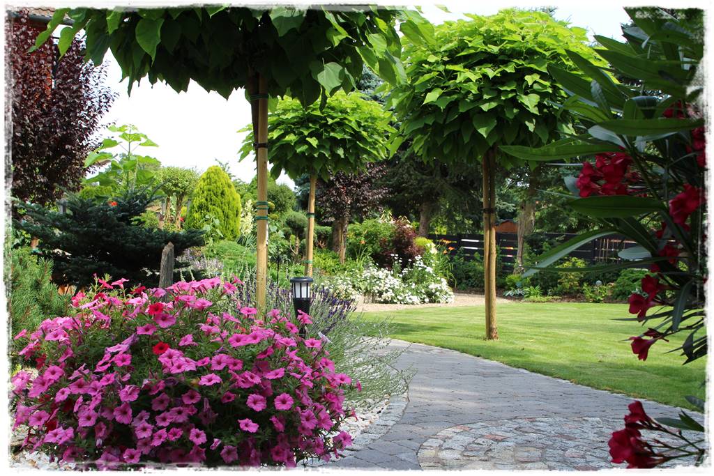 Rabata z lawendą 14