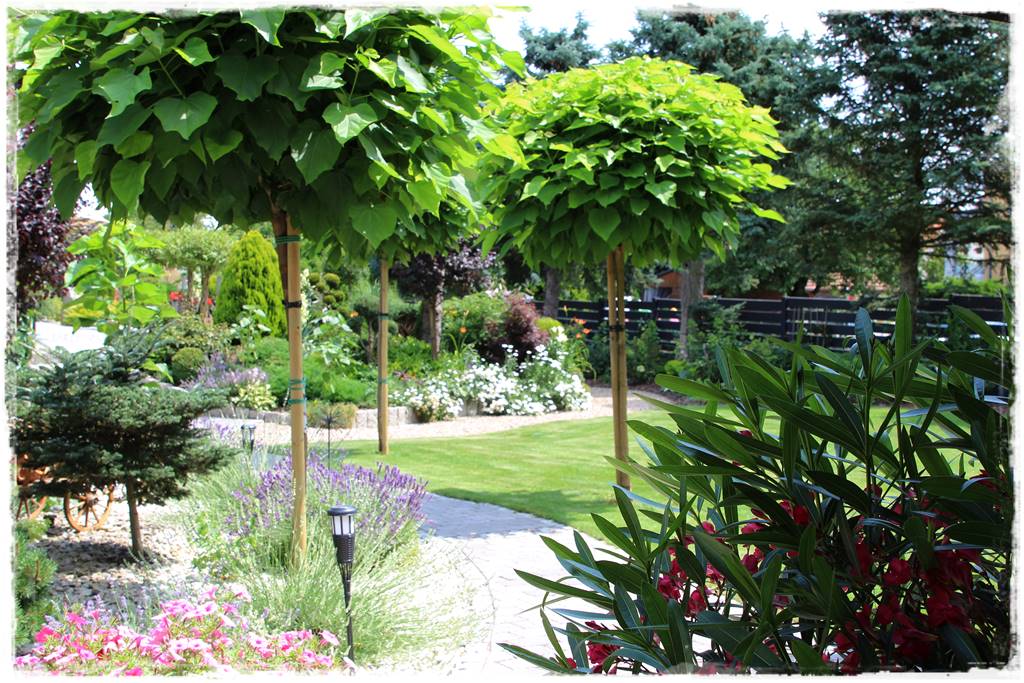 Rabata z lawendą 17