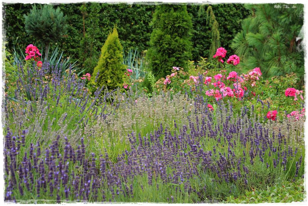 Rabata z lawendą 3