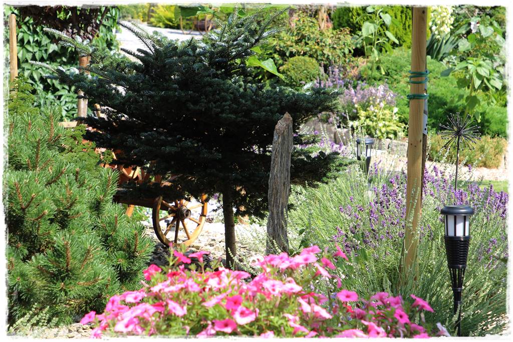 Rabata z lawendą 8