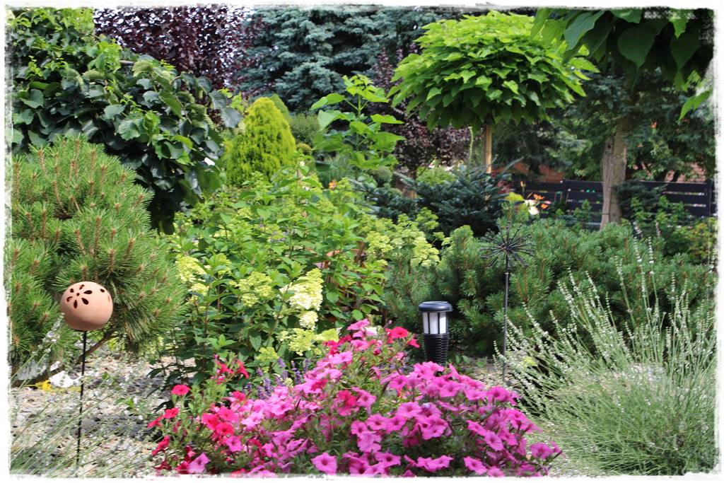 Rabata z lawendą 9