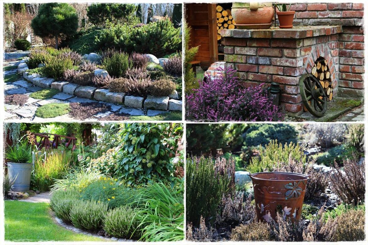 Wrzos i wrzosiec jak je rozróżnić 1