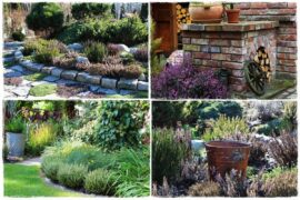 Wrzos i wrzosiec jak je rozróżnić 1