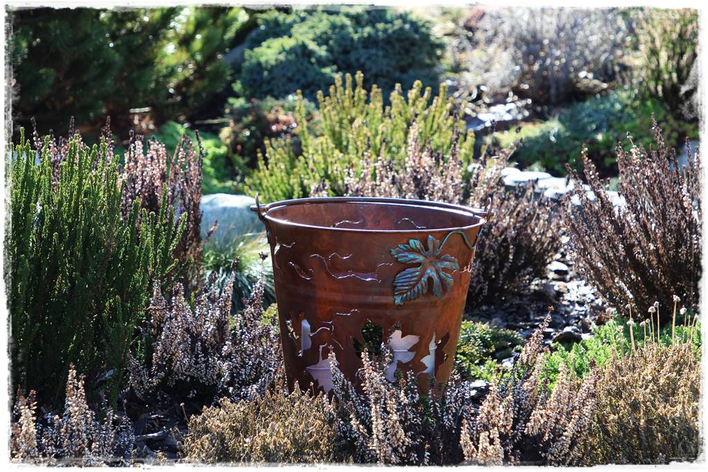 Wrzos i wrzosiec jak je rozróżnić 10