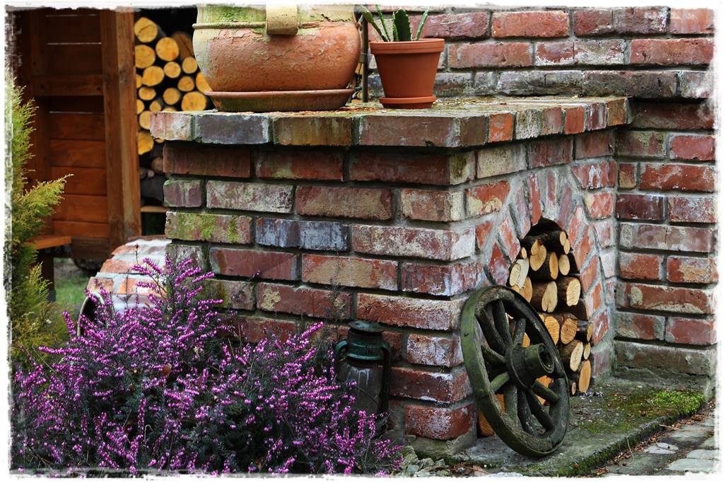 Wrzos i wrzosiec jak je rozróżnić 11