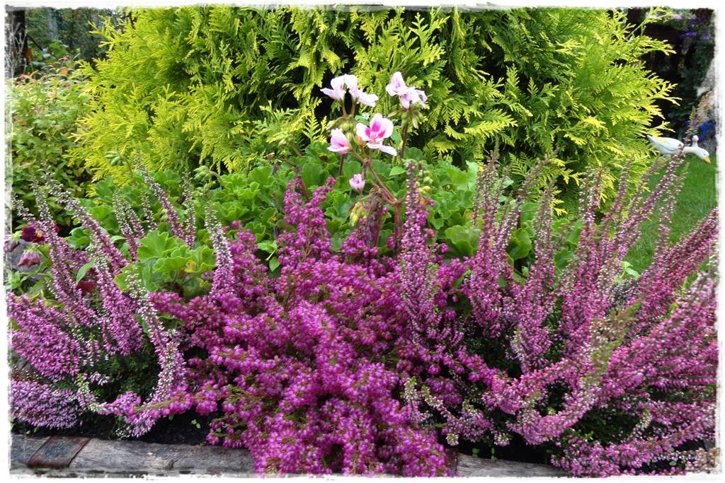 Wrzos i wrzosiec jak je rozróżnić 12b