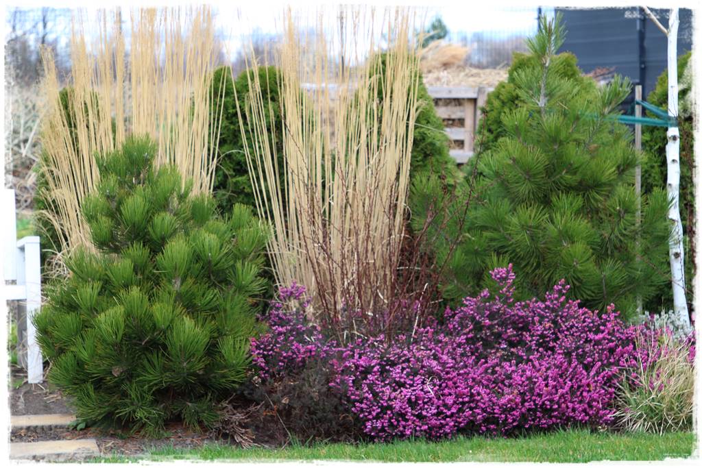 Wrzos i wrzosiec jak je rozróżnić 13