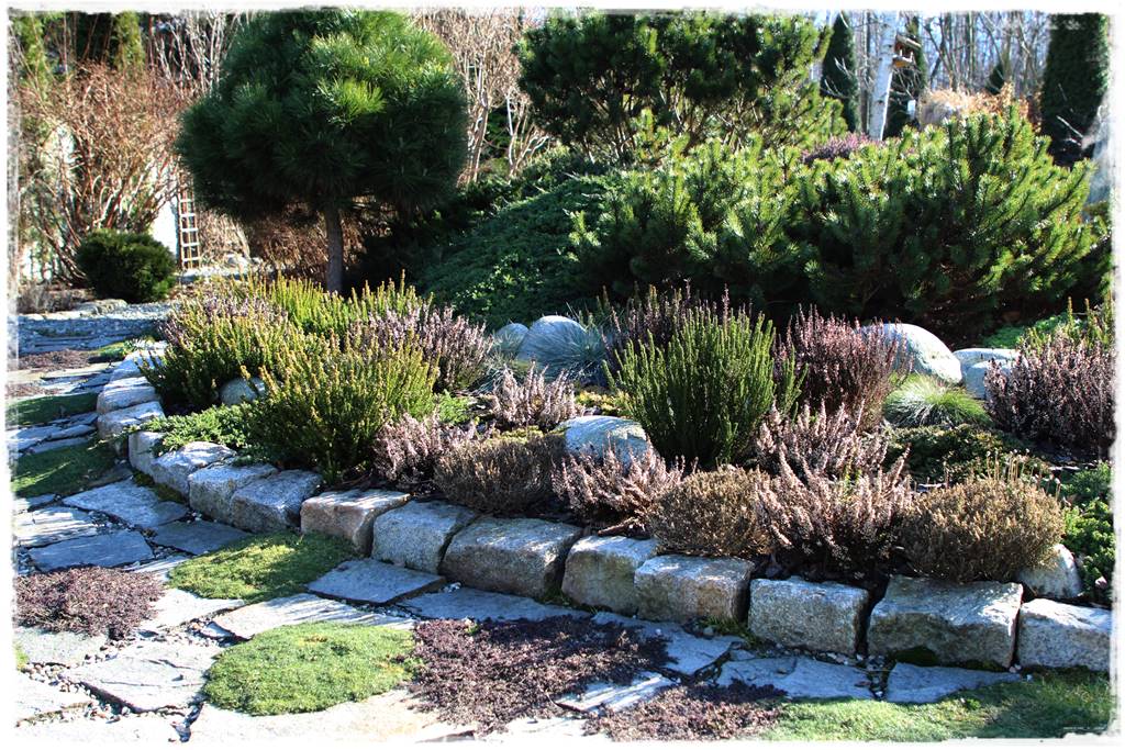 Wrzos i wrzosiec jak je rozróżnić 2