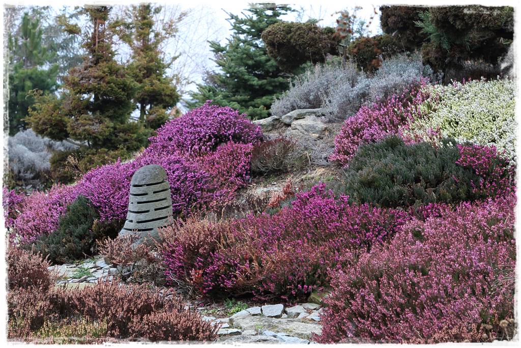 Wrzos i wrzosiec jak je rozróżnić 21