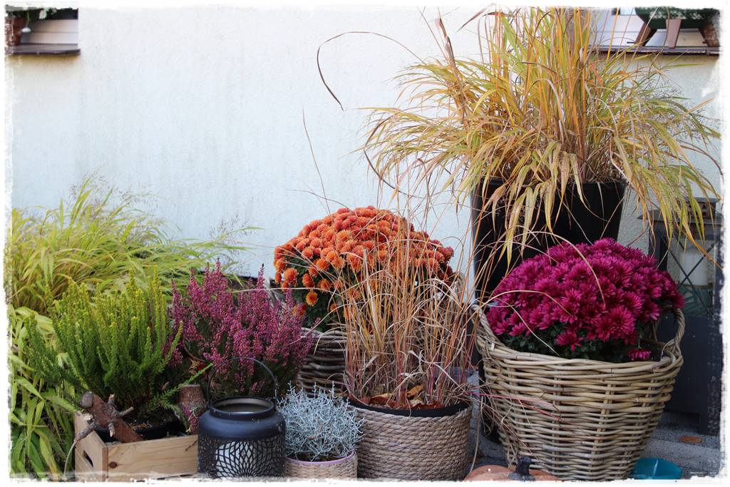 Wrzos i wrzosiec jak je rozróżnić 24