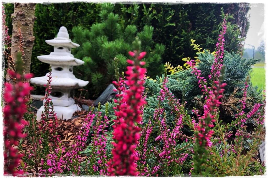 Wrzos i wrzosiec jak je rozróżnić 3