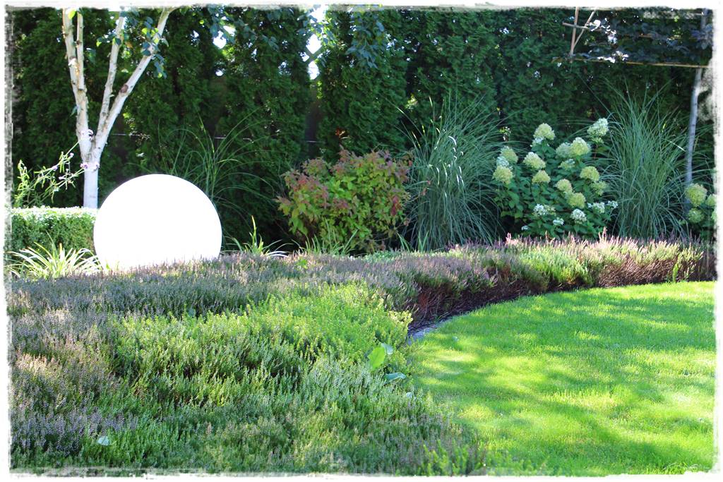 Wrzos i wrzosiec jak je rozróżnić 4