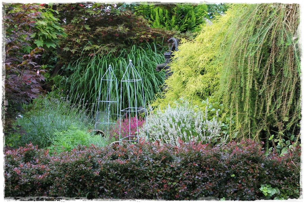 Wrzos i wrzosiec jak je rozróżnić 6