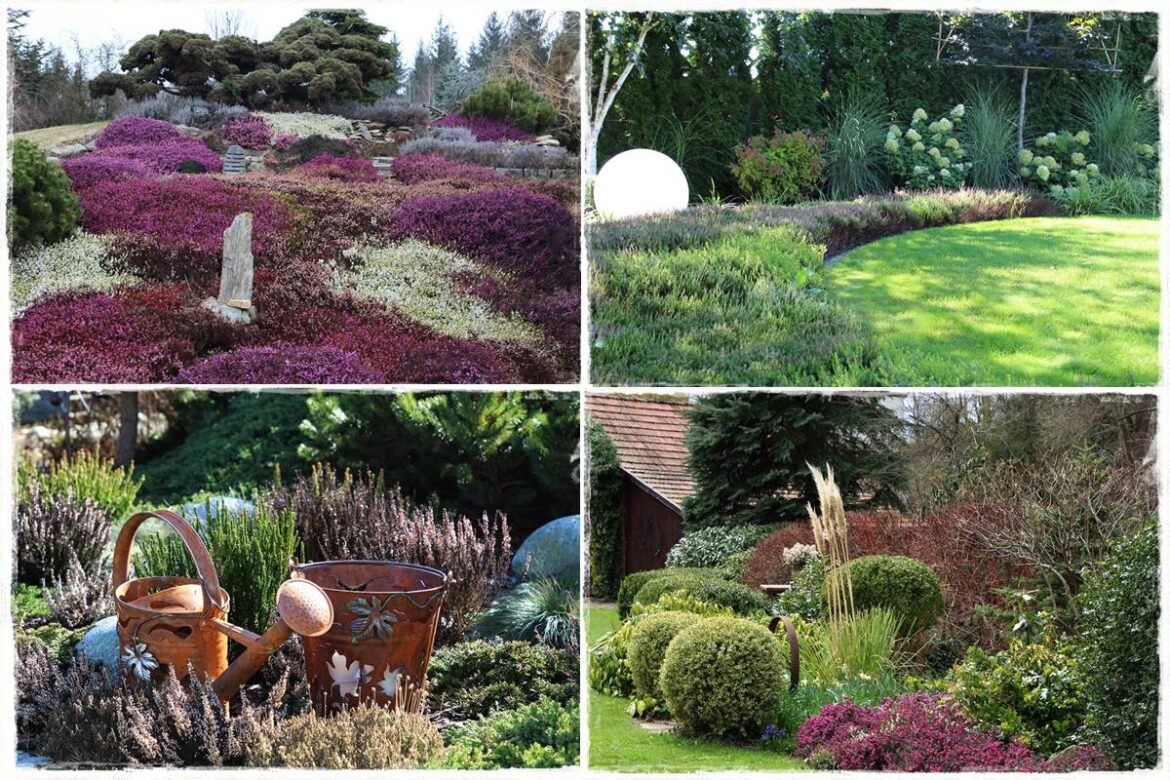 Wrzosy w ogrodzie aranżacje 1