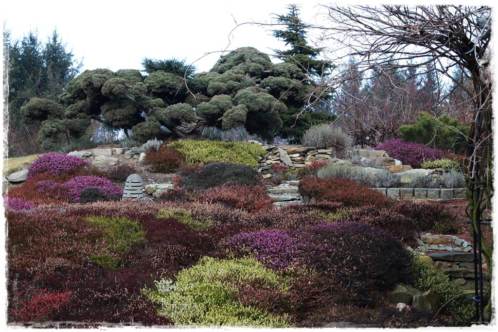 Wrzosy w ogrodzie aranżacje 2 Wrzosy w ogrodzie aranżacje 2