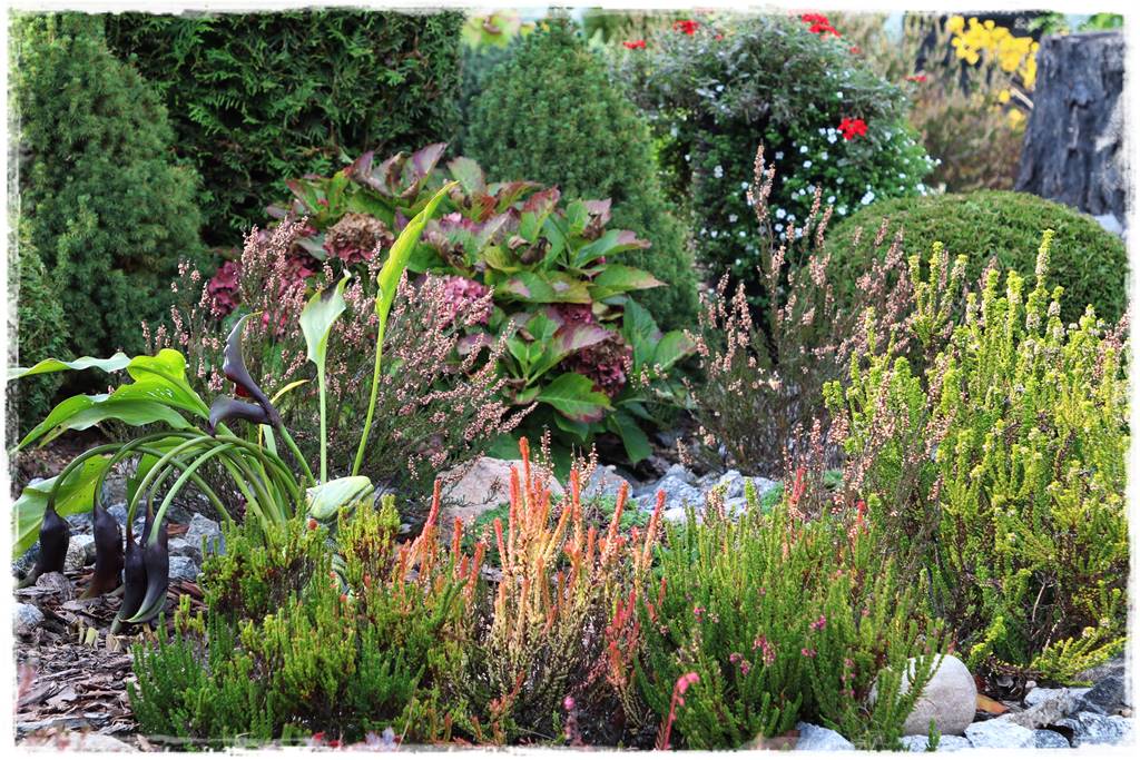 Wrzosy w ogrodzie aranżacje 20 Wrzosy w ogrodzie aranżacje 20