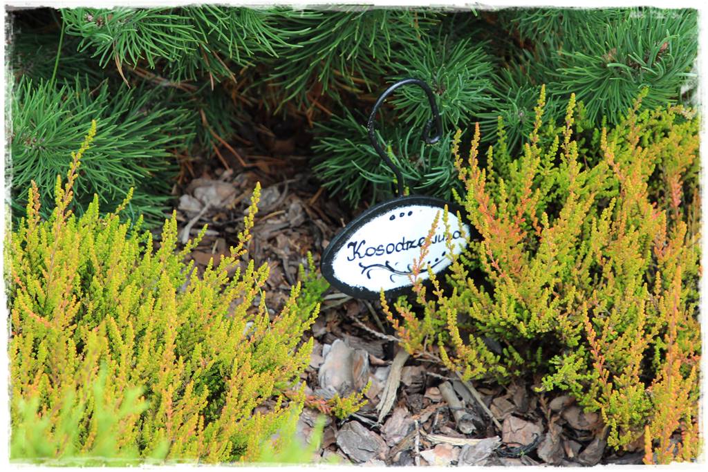 Wrzosy w ogrodzie aranżacje 21 Wrzosy w ogrodzie aranżacje 21