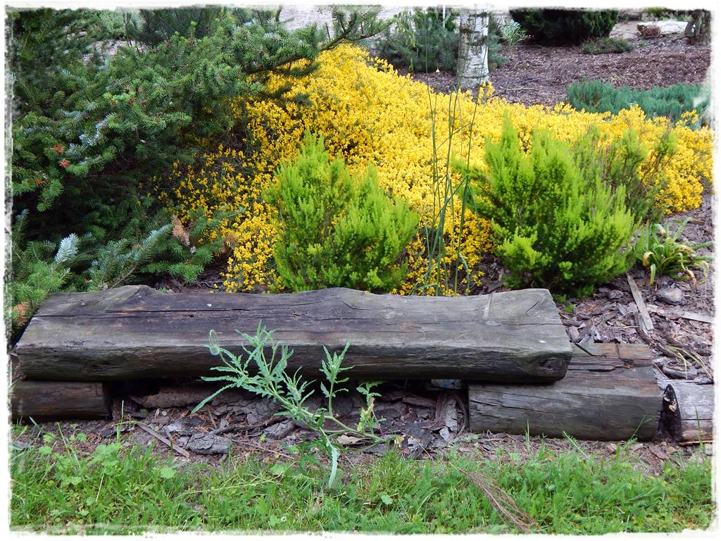 Wrzosy w ogrodzie aranżacje 22 Wrzosy w ogrodzie aranżacje 22