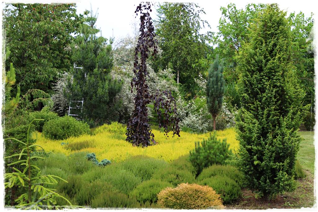 Wrzosy w ogrodzie aranżacje 24 Wrzosy w ogrodzie aranżacje 24