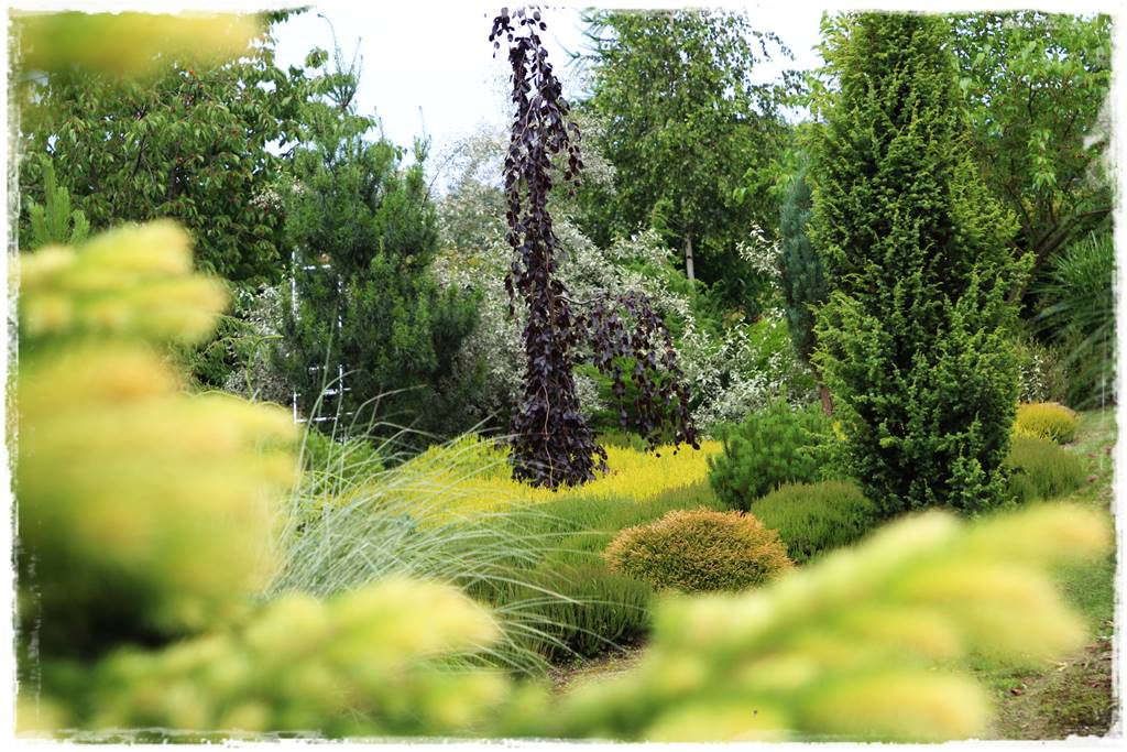 Wrzosy w ogrodzie aranżacje 27 Wrzosy w ogrodzie aranżacje 27