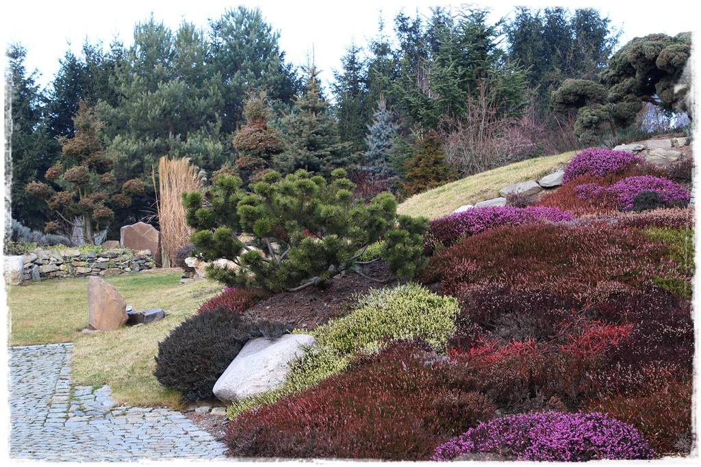 Wrzosy w ogrodzie aranżacje 3 Wrzosy w ogrodzie aranżacje 3