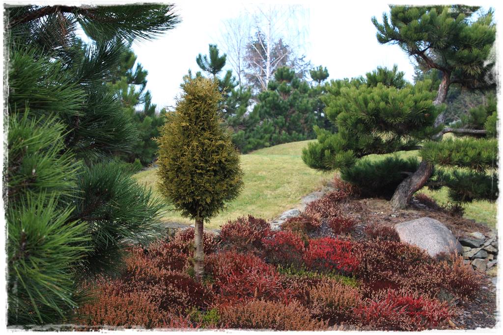 Wrzosy w ogrodzie aranżacje 4 Wrzosy w ogrodzie aranżacje 4