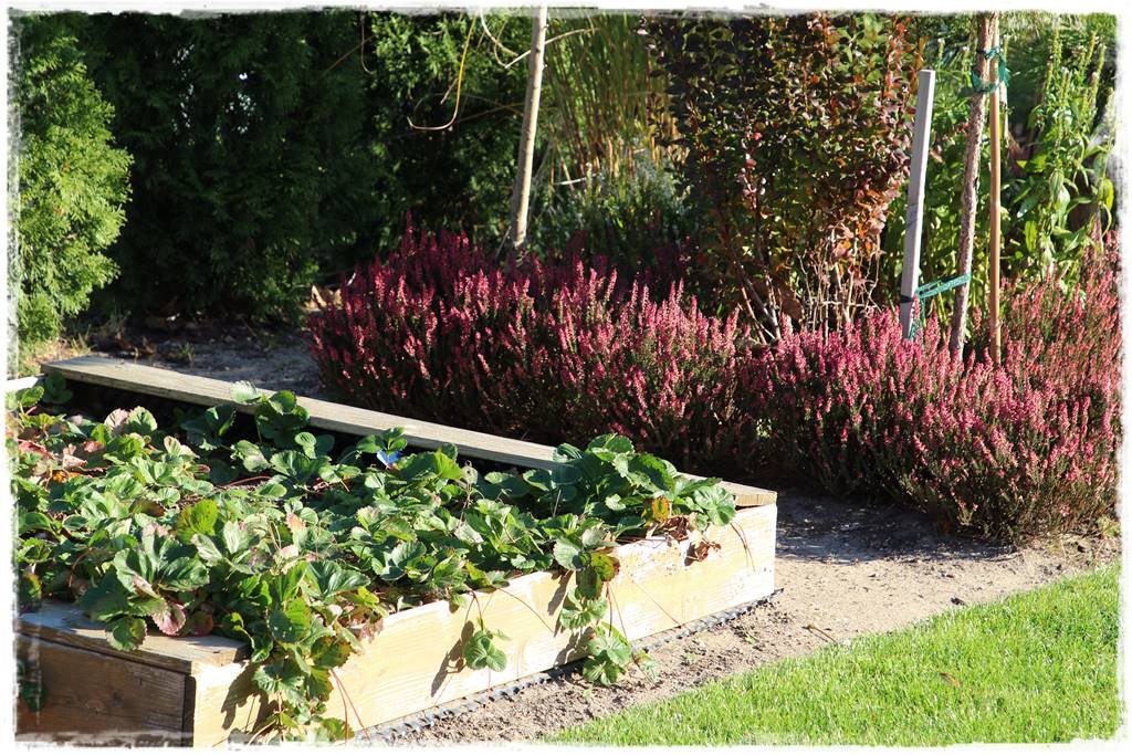 Wrzosy w ogrodzie aranżacje 40 Wrzosy w ogrodzie aranżacje 40