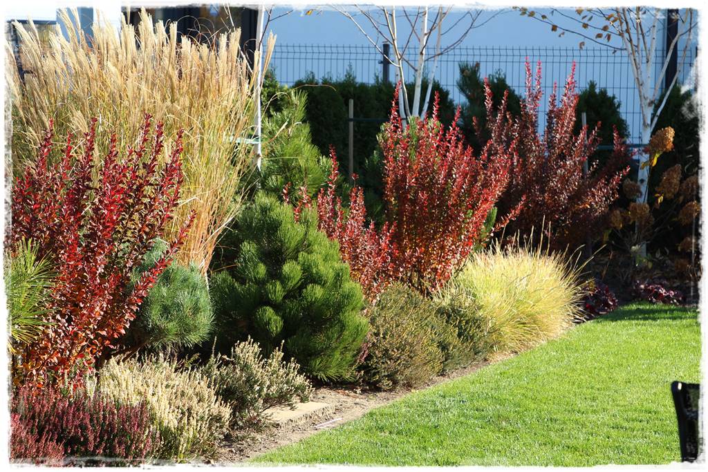 Wrzosy w ogrodzie aranżacje 41 Wrzosy w ogrodzie aranżacje 41