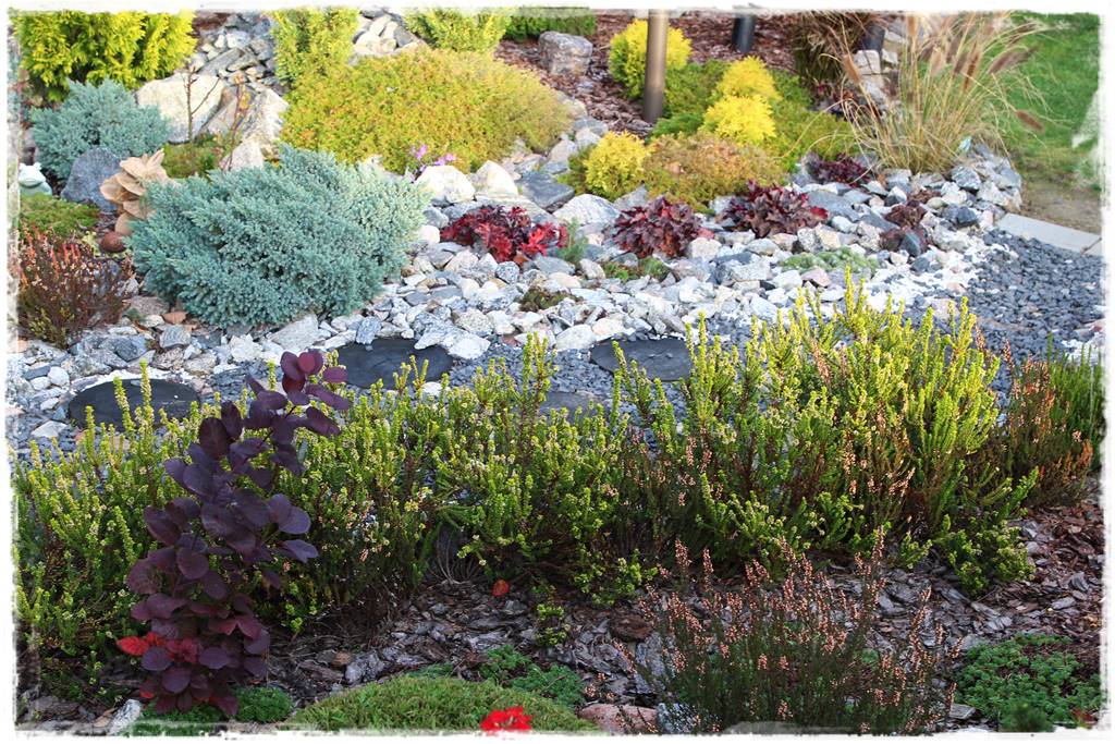 Wrzosy w ogrodzie aranżacje 42 Wrzosy w ogrodzie aranżacje 42