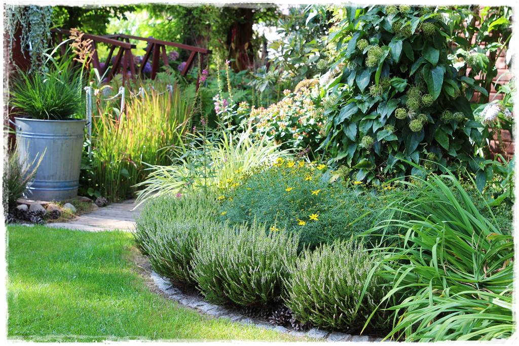 Wrzosy w ogrodzie aranżacje 45 Wrzosy w ogrodzie aranżacje 45