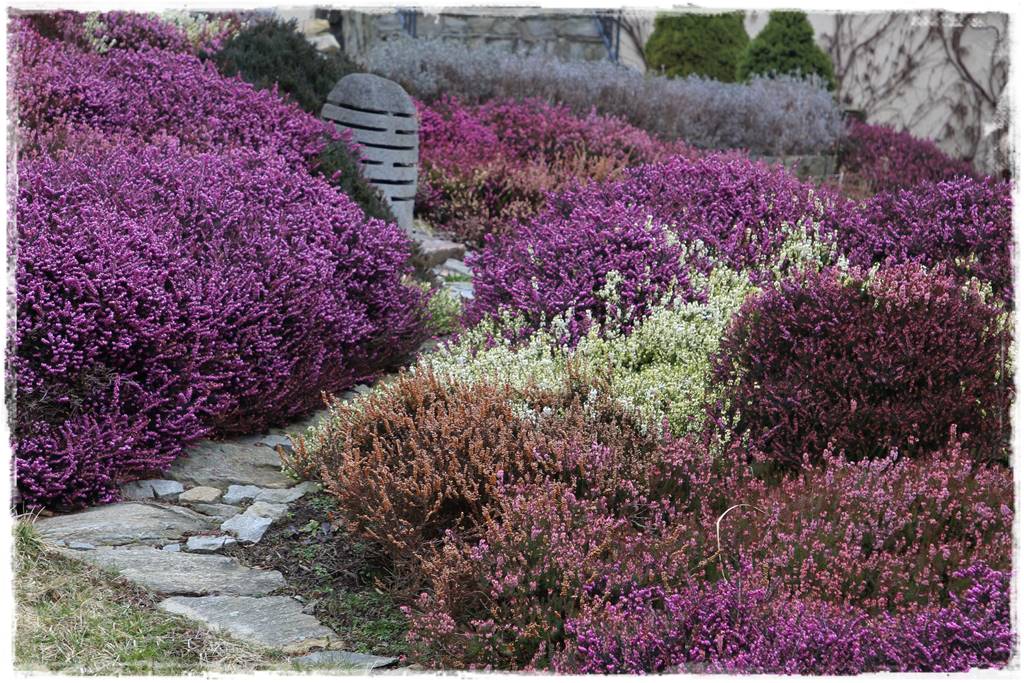 Wrzosy w ogrodzie aranżacje 5 Wrzosy w ogrodzie aranżacje 5