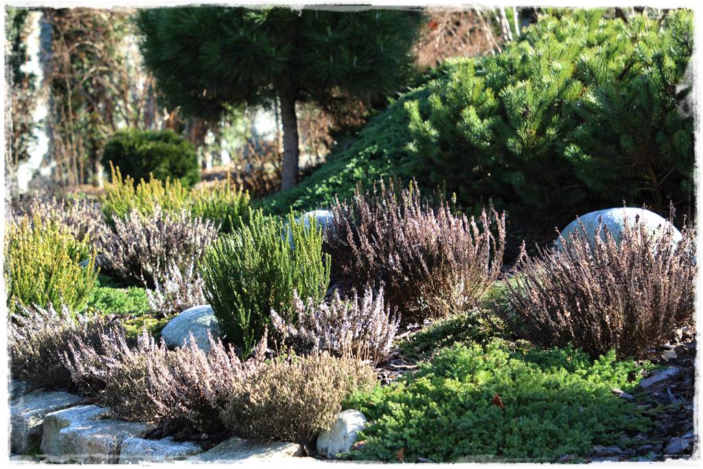 Wrzosy w ogrodzie aranżacje 51 Wrzosy w ogrodzie aranżacje 51