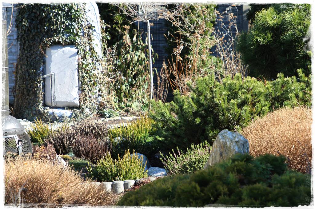 Wrzosy w ogrodzie aranżacje 53 Wrzosy w ogrodzie aranżacje 53