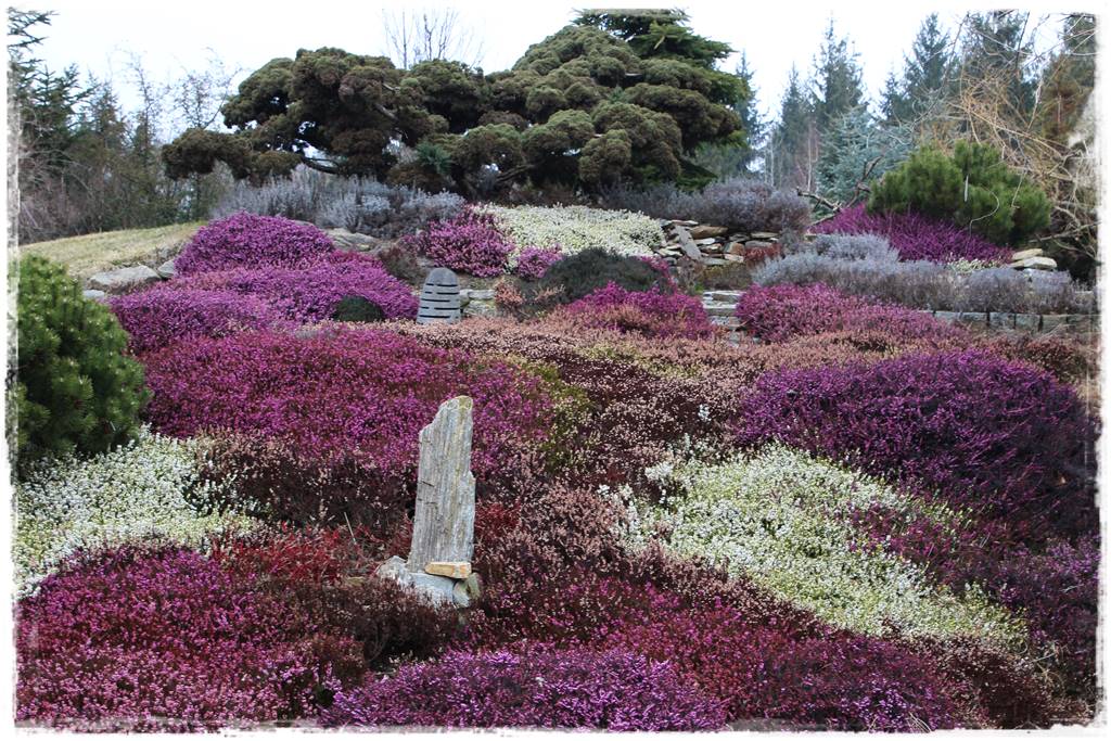 Wrzosy w ogrodzie aranżacje 6 Wrzosy w ogrodzie aranżacje 6