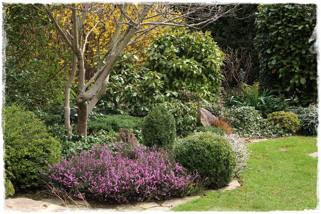 Wrzosy w ogrodzie aranżacje 61 Wrzosy w ogrodzie aranżacje 61