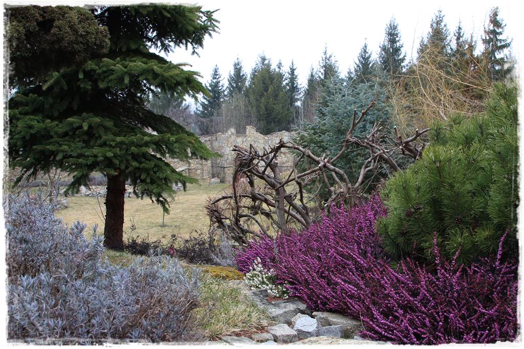 Wrzosy w ogrodzie aranżacje 63 Wrzosy w ogrodzie aranżacje 63